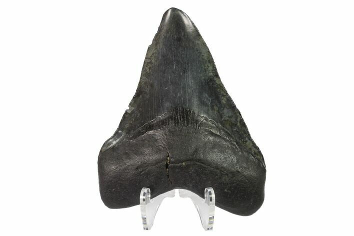 Fossil Megalodon Tooth - Georgia #144302